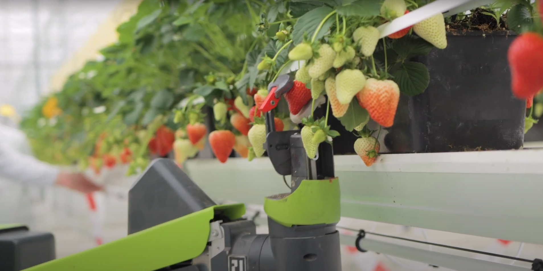 KPN: In Search of AI at Octiva